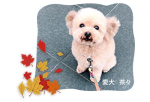 「愛犬　茶々」の写真